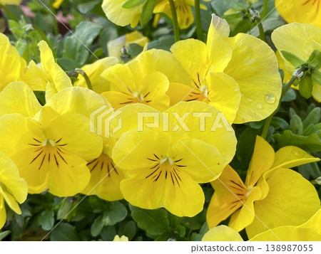 花 花 138987055