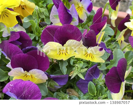 花 花 138987057