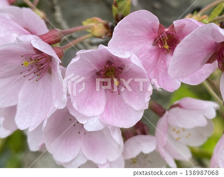 花 花 138987068