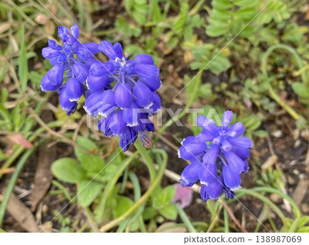 花 花 138987069