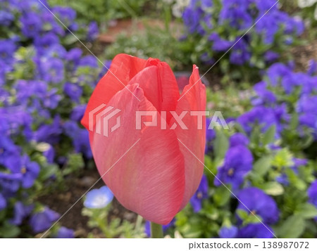 花 138987072