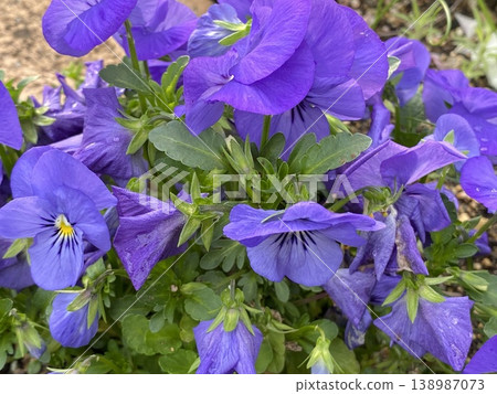 花 花 138987073