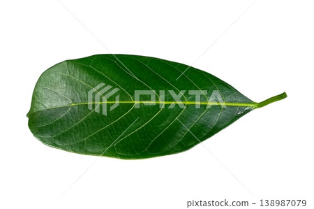 Jackfruit leaf isolated on white background Jackfruit leaf isolated on white background 138987079