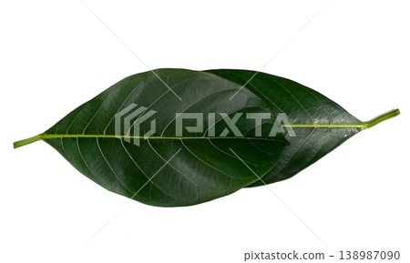 Jackfruit leaf isolated on white background 138987090