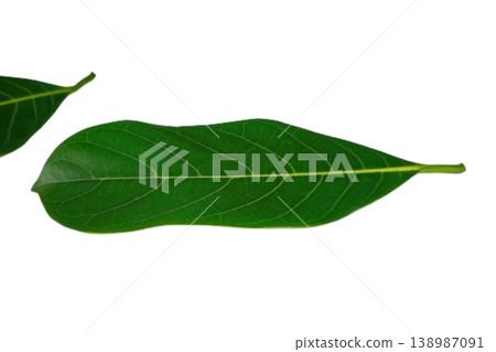 Jackfruit leaf isolated on white background Jackfruit leaf isolated on white background 138987091