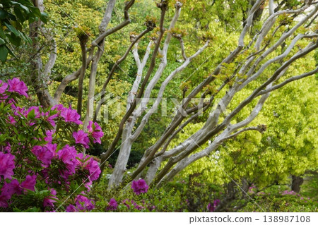 練馬區春之風公園的杜鵑花和翠綠的樹木（春景） 138987108