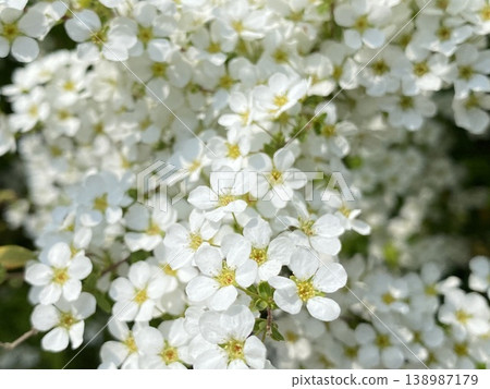 Flower Flower 138987179