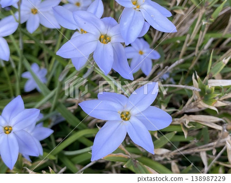 花 花 138987229