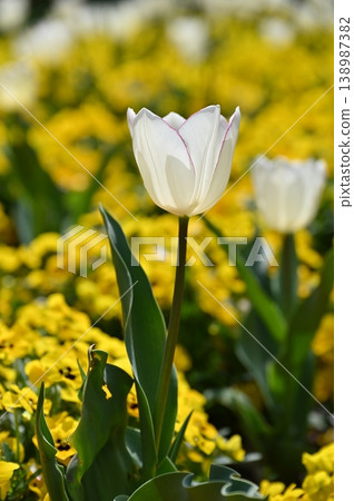 White tulip flowers blooming in the spring flowerbed White tulip flowers blooming in the spring flowerbed 138987382