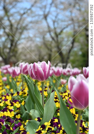 Pink tulips blooming in the tulip field Pink tulips blooming in the tulip field 138987392