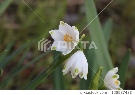 Snowdrop flowers, with their white petals and green spots at the tips, bloom in the spring garden. Snowdrop flowers, with their white petals and green spots at the tips, bloom in the spring garden. 138987488