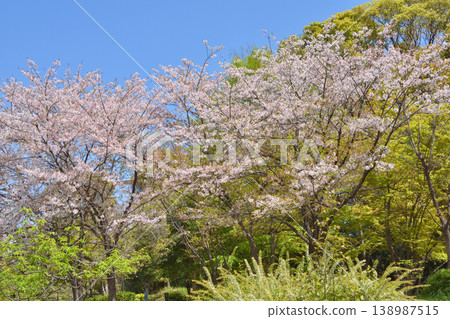 Cherry blossom Cherry blossom 138987515