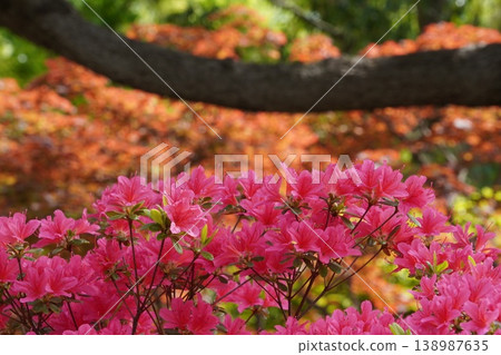 光丘公園裡,色彩鮮豔的杜鵑花(粉紅色和橙色交相輝映)正值盛開。 光丘公園裡,色彩鮮豔的杜鵑花(粉紅色和橙色交相輝映)正值盛開。 138987635