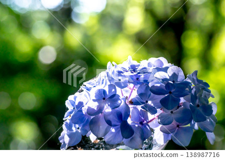 Shining hydrangea Shining hydrangea 138987716