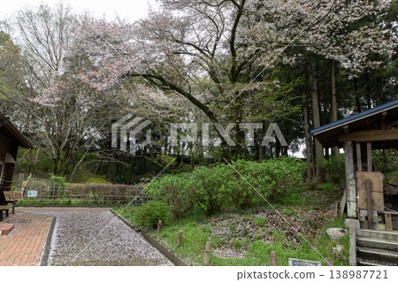 春天－曙山農業公園的櫻花 138987721