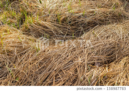 dry yellow last year grass mixed with fresh green dry yellow last year grass mixed with fresh green 138987783