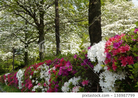 光丘公園(練馬區)盛開著五彩繽紛的杜鵑花和潔白的花朵。 光丘公園(練馬區)盛開著五彩繽紛的杜鵑花和潔白的花朵。 138987799
