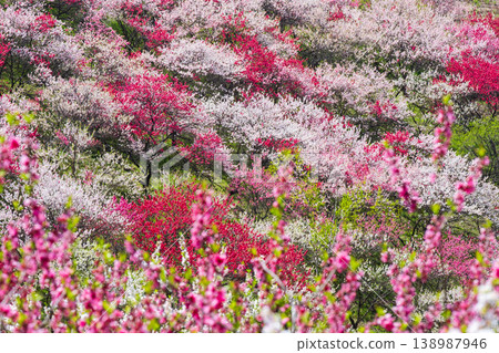 Flowering peach (at Flowering Peach Village, Achi Village) Flowering peach (at Flowering Peach Village, Achi Village) 138987946
