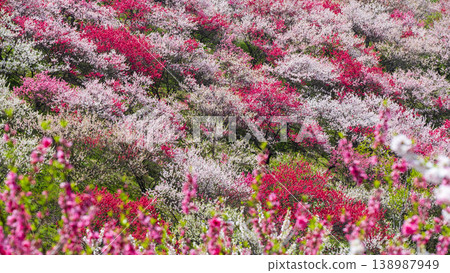 Flowering peach (at Flowering Peach Village, Achi Village) Flowering peach (at Flowering Peach Village, Achi Village) 138987949