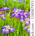 Purple iris flower 138987953