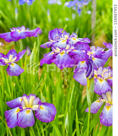 紫色鳶尾花 紫色鳶尾花 138987953