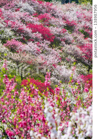 盛開的桃樹(位於阿知村的盛開桃樹村) 盛開的桃樹(位於阿知村的盛開桃樹村) 138987956