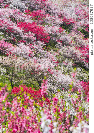 盛開的桃樹（位於阿知村的盛開桃樹村） 138987957