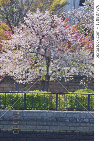 Cherry blossoms at Osaka Castle 138987976