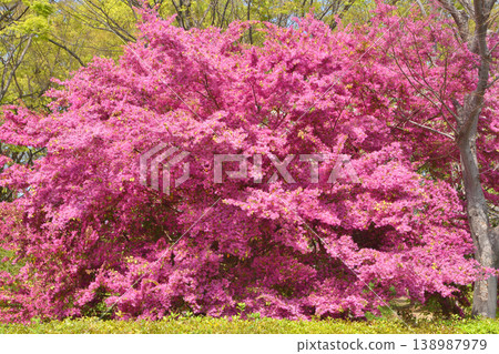 Chrysanthemum peach blossoms at Osaka Castle Chrysanthemum peach blossoms at Osaka Castle 138987979