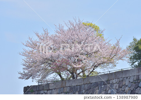 櫻花和石垣 138987980