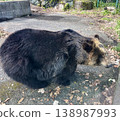 A brown bear's entire body viewed from the side. 138987993
