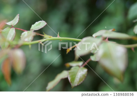 Rose's thorn 138988036