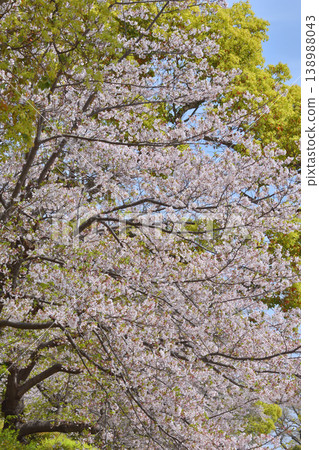 Cherry blossom Cherry blossom 138988043