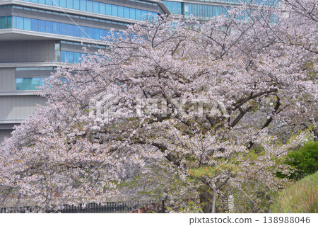 Cherry blossoms at Osaka Castle Cherry blossoms at Osaka Castle 138988046