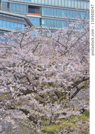 Cherry blossoms at Osaka Castle Cherry blossoms at Osaka Castle 138988047