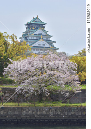 Cherry blossoms at Osaka Castle 138988049