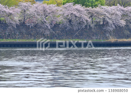 Cherry blossoms at Osaka Castle 138988050