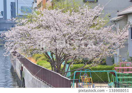 Cherry blossoms at a child park Cherry blossoms at a child park 138988051