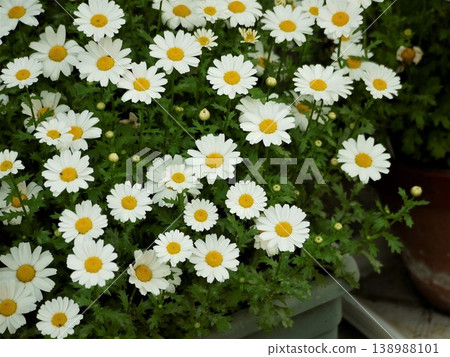 一盆北極雛菊中的白色花朵 138988101