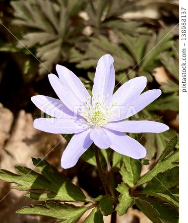 The pale purple Anemone pseudoaltaica blooms proudly on the forest floor of the Oirase Gorge. The pale purple Anemone pseudoaltaica blooms proudly on the forest floor of the Oirase Gorge. 138988137