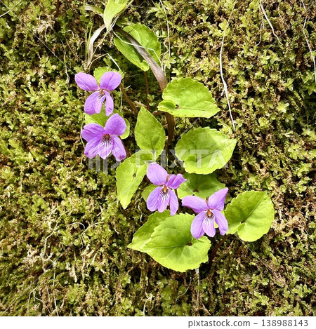 奧入瀨峽谷苔蘚地毯上盛開著簇狀紫羅蘭 奧入瀨峽谷苔蘚地毯上盛開著簇狀紫羅蘭 138988143