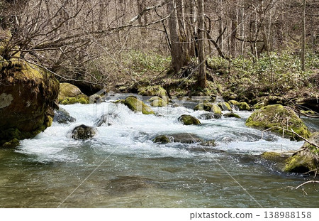 White waters flowing over moss-covered stones in the Oirase Gorge, and the forest in early spring. 138988158