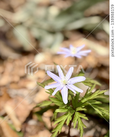 Pale purple Anemone pseudoaltaica blooming on the forest floor of Oirase Gorge Pale purple Anemone pseudoaltaica blooming on the forest floor of Oirase Gorge 138988159