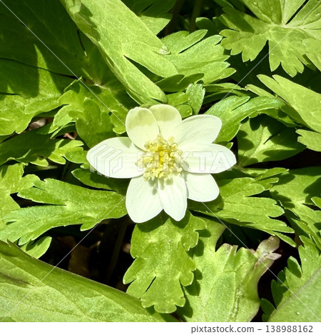 White anemones blooming amidst the young leaves of the Oirase Gorge. White anemones blooming amidst the young leaves of the Oirase Gorge. 138988162