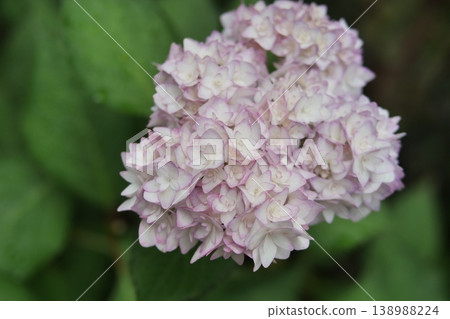 Hydrangea wet in the rain Hydrangea wet in the rain 138988224