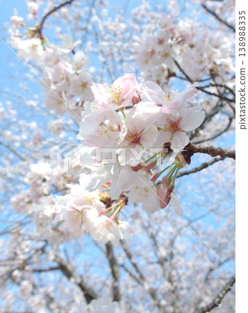 櫻花映襯藍天(春日景色) 櫻花映襯藍天(春日景色) 138988335