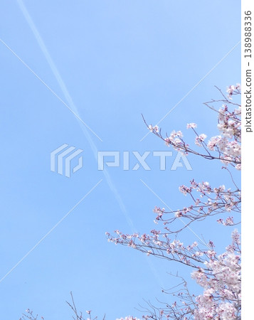 飛機尾跡和櫻花(春日天空和鮮花) 飛機尾跡和櫻花(春日天空和鮮花) 138988336