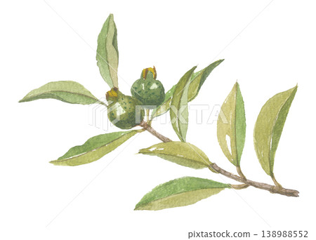Guava painted in watercolor Guava painted in watercolor 138988552