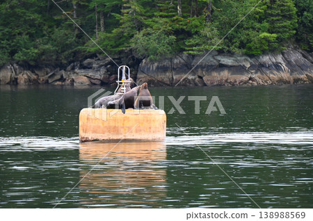 一群海獅在浮標上休息。 一群海獅在浮標上休息。 138988569
