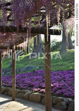 Tsushima Tennogawa Park: Wisteria trellis and moss pinks (Tsushima City, Aichi Prefecture) 138988730